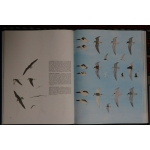 Enciclopedia degli uccelli d'Europa - Sergio Frugis